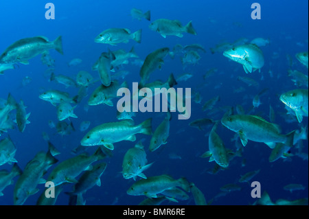 Schulzeit Cubera Snapper (Lutjanus Cyanopterus) in Gladden spucken, Belize, während des Vollmonds. Stockfoto