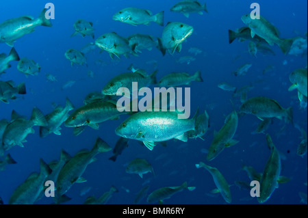 Schulzeit Cubera Snapper (Lutjanus Cyanopterus) in Gladden spucken, Belize, während des Vollmonds. Stockfoto