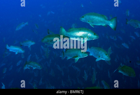 Schulzeit Cubera Snapper (Lutjanus Cyanopterus) in Gladden spucken, Belize, während des Vollmonds. Stockfoto