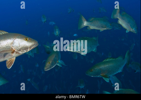 Schulzeit Cubera Snapper (Lutjanus Cyanopterus) in Gladden spucken, Belize, während des Vollmonds. Stockfoto