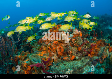 Coral Reef in Palm Beach County, Florida mit einer Schule Französisch Grunzen (Haemulon Flavolineatum). Stockfoto