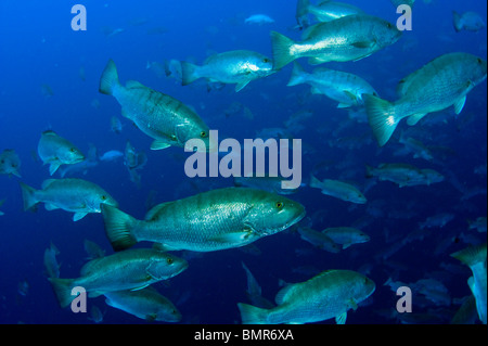 Schulzeit Cubera Snapper (Lutjanus Cyanopterus) in Gladden spucken, Belize, während des Vollmonds. Stockfoto