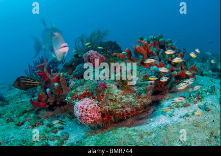 Coral Reef in Palm Beach, Florida mit einem Sortiment von Wirbellosen und Fischarten. Stockfoto