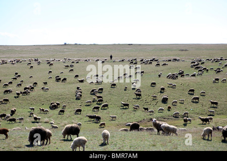 Schäfer, David Gareja Klosterkomplex, Georgien, Aserbaidschan Grenze Stockfoto