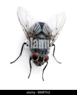 Stubenfliege, Musca Domestica, vor weißem Hintergrund Stockfoto