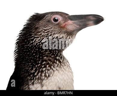 Humboldt-Pinguin, Spheniscus Humboldti vor weißem Hintergrund Stockfoto