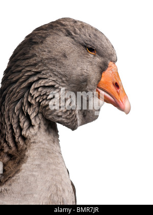 Toulouse Gans vor weißem Hintergrund, Studio gedreht Stockfoto