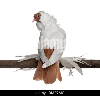 Deutsche Helm mit gefiederten Füße Taube thront auf Holz vor weißem Hintergrund Stockfoto