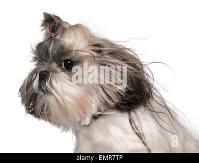 Close-up Kopfschuss von Shih Tzu im Wind, 4 Jahre alt, vor weißem Hintergrund Stockfoto