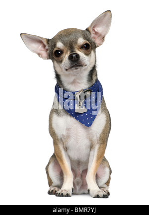 Chihuahua tragen blaue Taschentuch, weißer 3 Jahre alt, sitzt vor Hintergrund Stockfoto