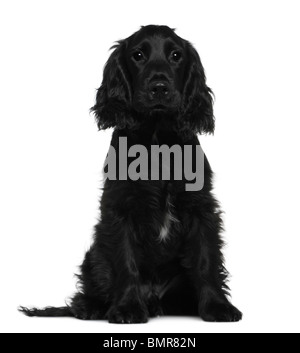 English Cocker Spaniel, 5 Monate alt, sitzt vor weißem Hintergrund Stockfoto