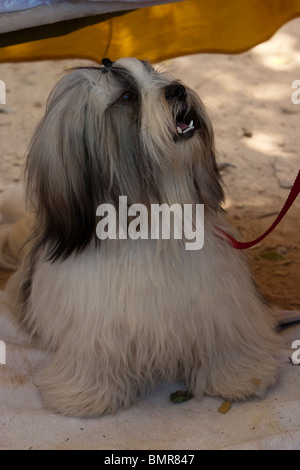 Shih Tzu Hund auf einer Hundeausstellung in Bangalore. Stockfoto