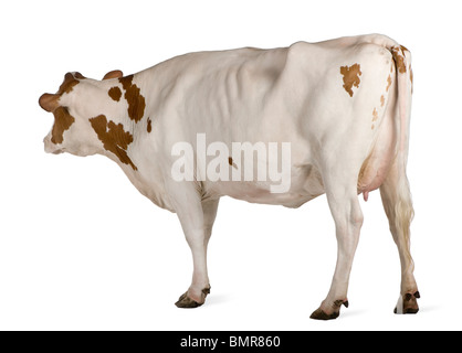 Holstein Kuh, 4 Jahre alt, stehen auf weißen Hintergrund Stockfoto
