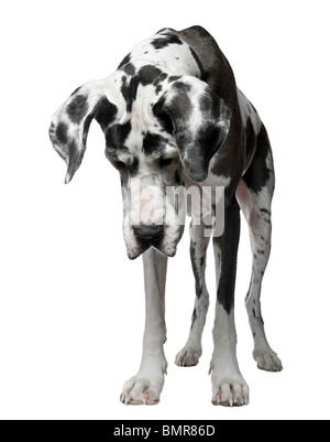Harlekin Dogge, 5 Jahre alt, stehen auf weißen Hintergrund Stockfoto