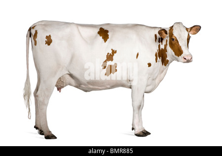 Holstein Kuh, 4 Jahre alt, stehen auf weißen Hintergrund Stockfoto