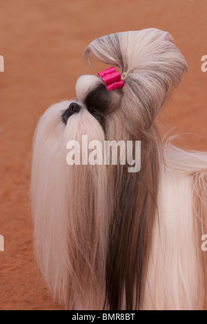 Shih Tzu Hund auf einer Hundeausstellung in Bangalore. Stockfoto