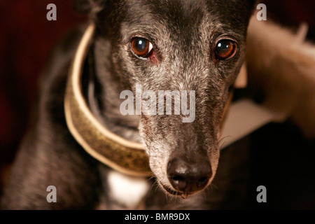 alten Greyhound Stockfoto