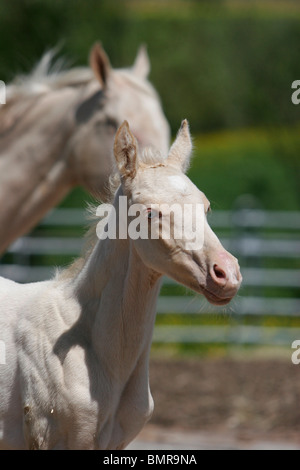 Achal-Tekkiner Fohlen Stockfoto