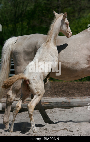 Achal-Tekkiner Fohlen Stockfoto