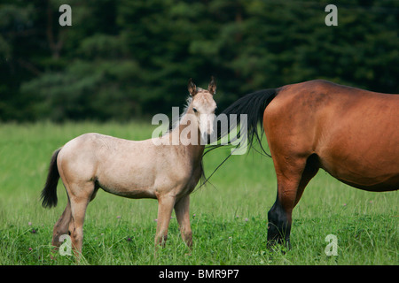 Achal-Tekkiner Fohlen Stockfoto