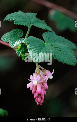 Rote Johannisbeere Ribes Sanguineum Blumen im Frühling Strauch Blüte duftet aromatische duftende Blüten Frühjahr Stockfoto