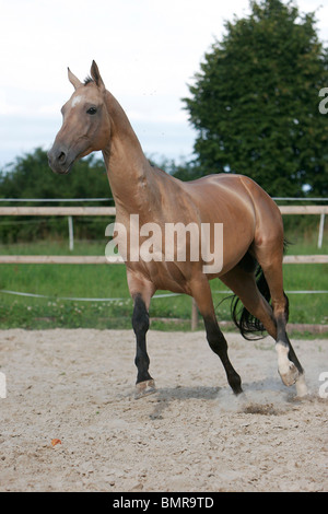 Achal-Tekkiner Stockfoto