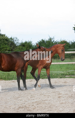 2 Achal-Tekkiner Pferde Stockfoto