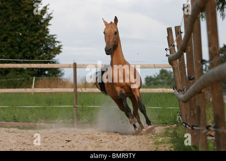 Achal-Tekkiner Stockfoto