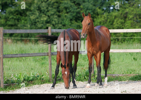 2 Achal-Tekkiner Pferde Stockfoto