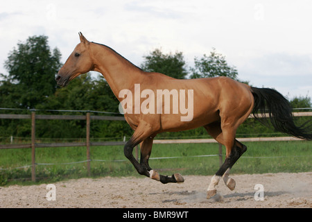 Achal-Tekkiner Stockfoto