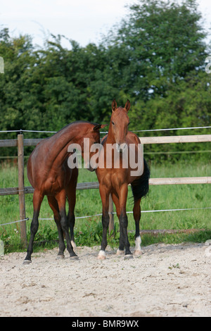 2 Achal-Tekkiner Pferde Stockfoto