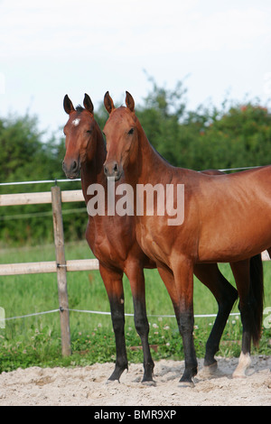 2 Achal-Tekkiner Pferde Stockfoto