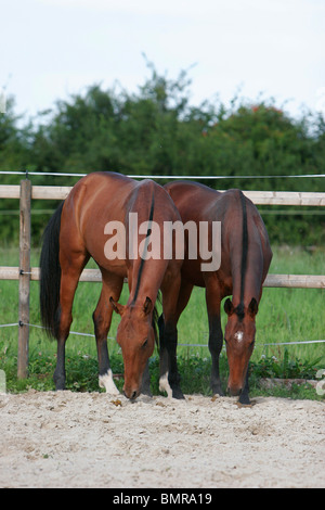 2 Achal-Tekkiner Pferde Stockfoto