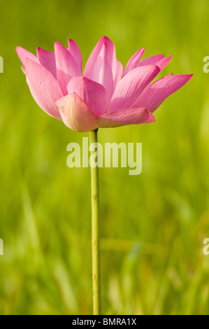 Lotus Flower Nelumbo Nucifera Australien Stockfoto