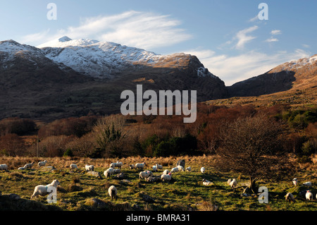 Mcgillycuddy riecht nach Killarney Kerry Irland Schnee Abdeckung bedeckt Berge Winter blauer Himmel Schaf im Bereich Himmel Stockfoto
