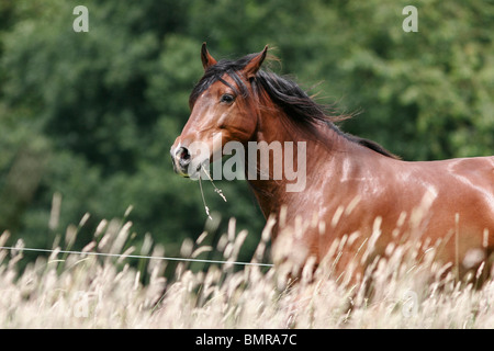 Renneder Lusitano / Lustiano ausgeführt Stockfoto