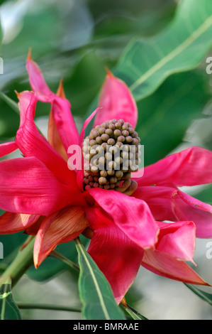 Waratah Telopea Speciosissima Blume Blüte Blüte Proteaceae Australien öffnen Stockfoto