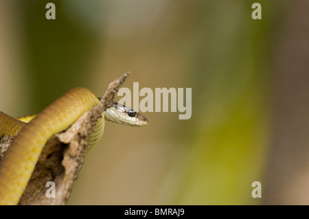 Gemeinsamen Baumschlange Dendrelaphis Punctulata Kakadu National Park Australien Stockfoto