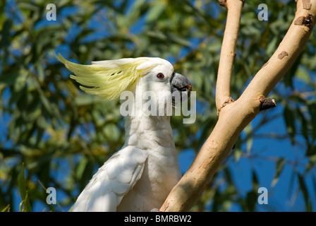 Schwefel-crested Kakadu Cacatua Galerita Australien Stockfoto
