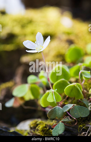 Gemeinsamen Sauerklee. Oxalis acetosella Stockfoto