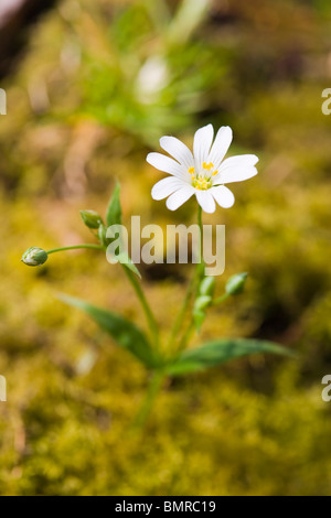 Stellaria Holostea, Addersmeat, mehr Stitchwort, Caryophyllaceae Stockfoto