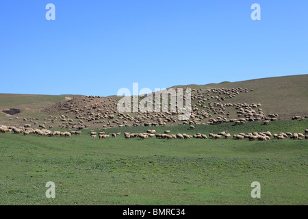 Schäfer, David Gareja Klosterkomplex, Georgien, Aserbaidschan Grenze Stockfoto