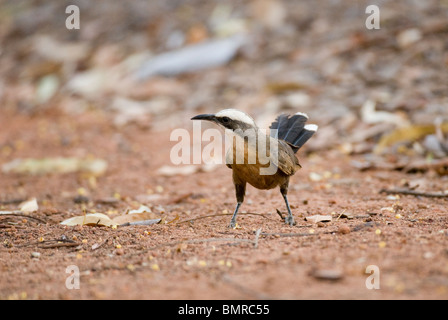 Grau-gekrönter Babbler Pomatostomus Temporalis Australien Stockfoto