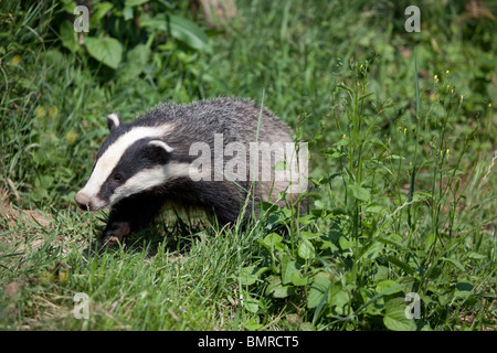 Ein europäischer Dachs Cub Meles Meles Nahrungssuche in Grünland genommen unter kontrollierten Bedingungen Stockfoto