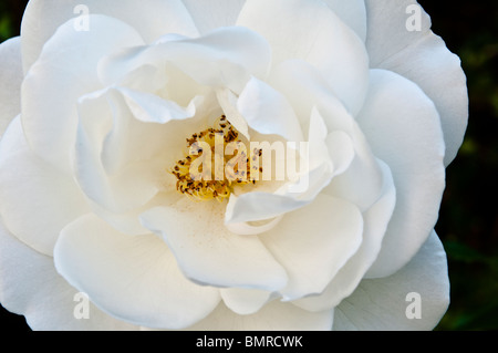 Eisberg Rose - Nahaufnahme dieser elegante weisse Rose, zeigen die Blüten geöffnet und offenbart die zentralen goldenen Staubbeutel Stockfoto