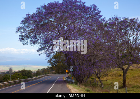 Jacaranda-Baum, Weg zum Haleakala, Upcounty Maui, Hawaii Stockfoto