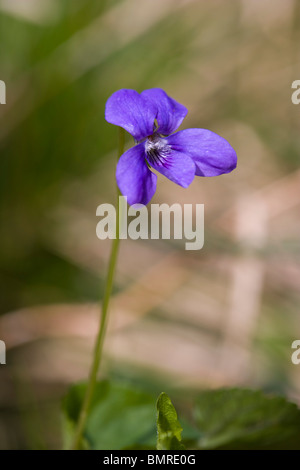 Violett, gemeinsamen Hund Holz Violet, Viola riviniana Stockfoto