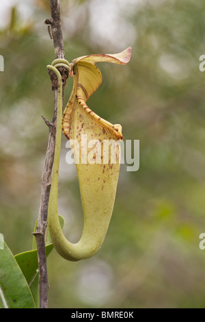 Kannenpflanze Nepenthes Rafflesiana zeigen Luftaufnahmen Krug Stockfoto