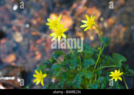 Kleinen Schöllkraut, Ranunculus ficaria Stockfoto