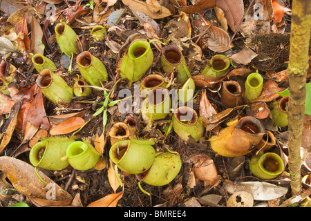 Kannenpflanze Nepenthes ampullaria Stockfoto